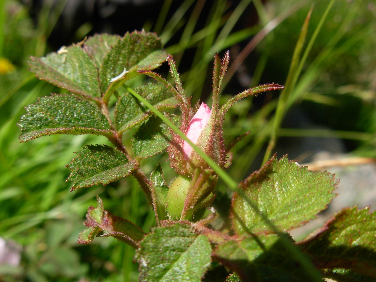 Rosa pulverulenta M. Bieb. / Rosa vischiosa